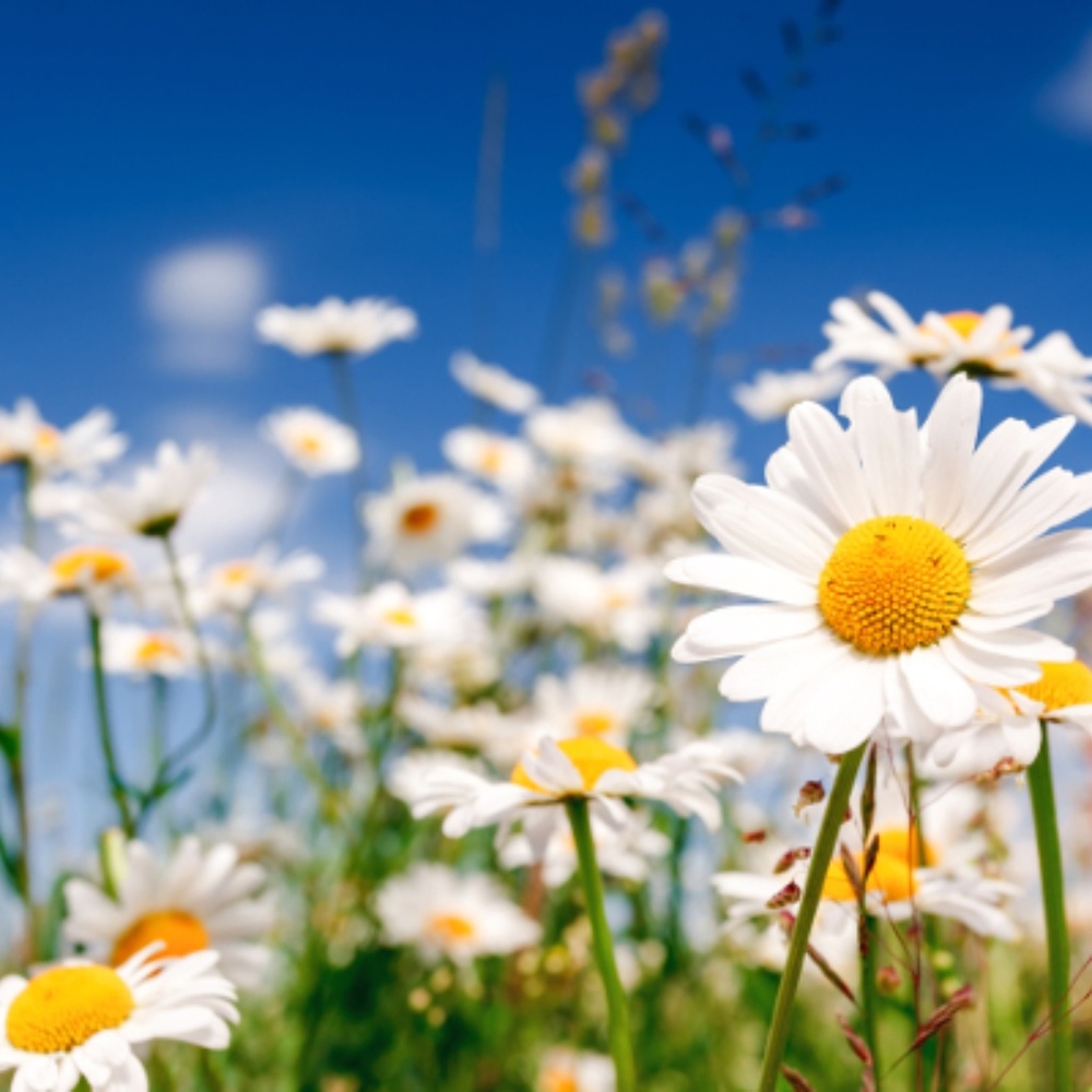 Meet your Posher, Rita